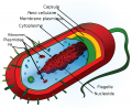 Thumbnail for version as of 08:10, 23 August 2012