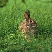 Lapins dans l'herbe.jpeg
