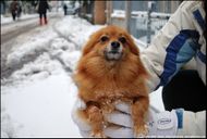 Volpino chien-2086.jpg