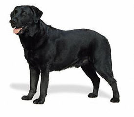 File:Labrador retriever 4d79.jpg