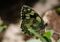 Papillon-2179.jpg