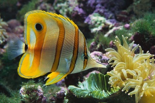 File:Poisson.jpg