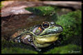 Thumbnail for version as of 13:00, 8 October 2008