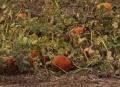 Thumbnail for version as of 11:21, 13 October 2009