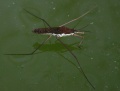 Thumbnail for version as of 15:14, 7 May 2009