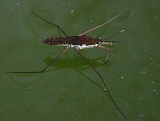 File:Gerris2.jpg