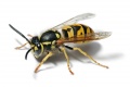 Thumbnail for version as of 09:59, 1 May 2010