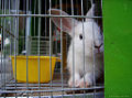 Thumbnail for version as of 19:17, 1 October 2008