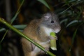 Thumbnail for version as of 13:44, 13 May 2014