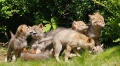 Thumbnail for version as of 20:58, 3 May 2010