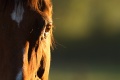 Thumbnail for version as of 09:52, 14 June 2013