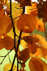 File:Hêtre européen-hetre-arbre-feuille simple-rameaux-3764.jpg