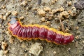 Thumbnail for version as of 17:29, 17 June 2010