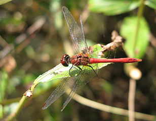 File:Libellule4.jpg
