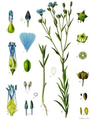File:Lin (Linum usitatissimum).jpg
