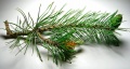 Thumbnail for version as of 19:45, 1 February 2010