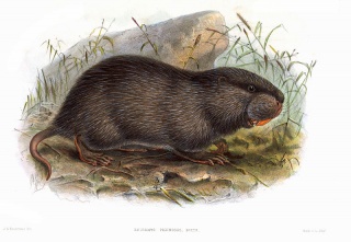 File:Rat des bambous3.jpg