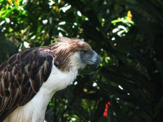 File:Aigle des singes.jpg