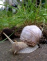 Thumbnail for version as of 08:31, 9 April 2009