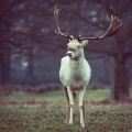 Thumbnail for version as of 09:02, 24 December 2012