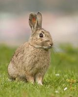 Lapin de Garenne.jpg