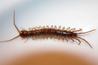 File:Lithobius forficatus - lithobie à pinces.jpg