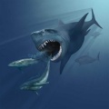 Le pire requin de de tout les tant ! Wouw