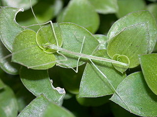 File:Phasme.jpg