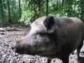 Thumbnail for version as of 21:33, 14 June 2010
