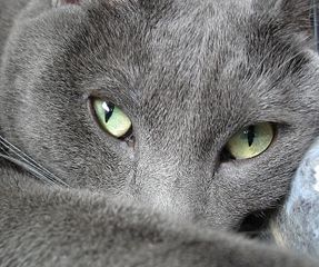 File:Chats-2627.jpg