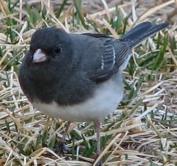 File:Junco ardoise.jpg