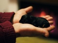 Thumbnail for version as of 06:39, 27 November 2009