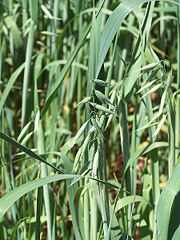 File:Avoine avec inflorescences.jpg