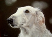 Barzoi-5594.jpg