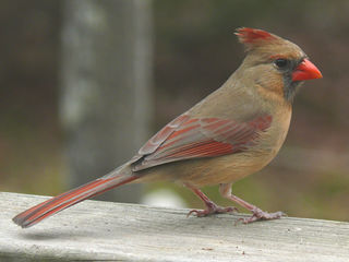 File:Cardinal rouge femelle.jpg