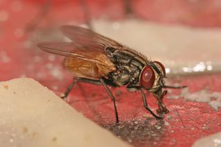 File:Musca domestica - mouche domestique - housefly.jpg