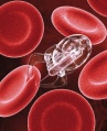 Thumbnail for version as of 08:30, 26 January 2009