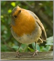 Thumbnail for version as of 18:29, 2 January 2012