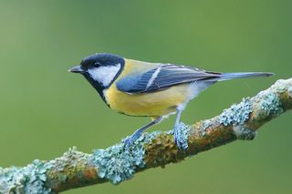 File:2048px-Parus major 2 Luc Viatour.jpg