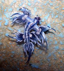 File:Blue dragon-glaucus atlanticus (15933467033).jpg
