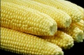 Thumbnail for version as of 14:40, 28 May 2010