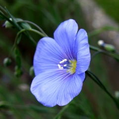File:Fleur de Lin-3208.jpg