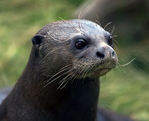 File:Loutre géante.jpg