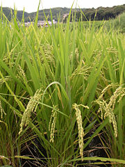File:Riz-rizière-riziere-5290.jpg