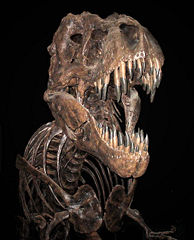File:Tyrannosaure-squelette.jpg