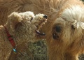 Thumbnail for version as of 15:26, 9 June 2012