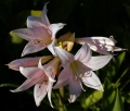 Thumbnail for version as of 14:42, 30 July 2009