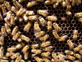 Thumbnail for version as of 21:01, 28 April 2012