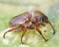 Thumbnail for version as of 17:38, 23 June 2010