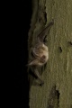 Thumbnail for version as of 10:52, 8 December 2009